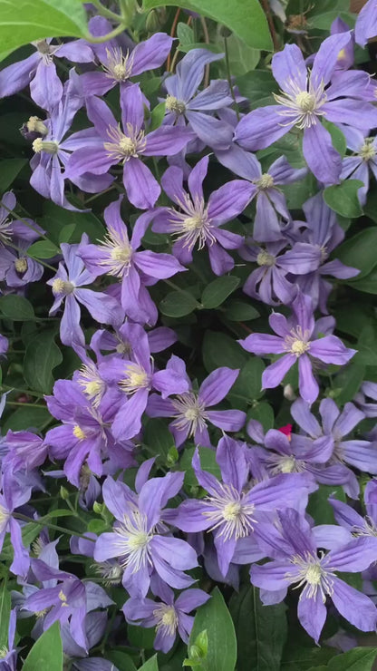 Clematis 'Arabella'阿拉贝拉