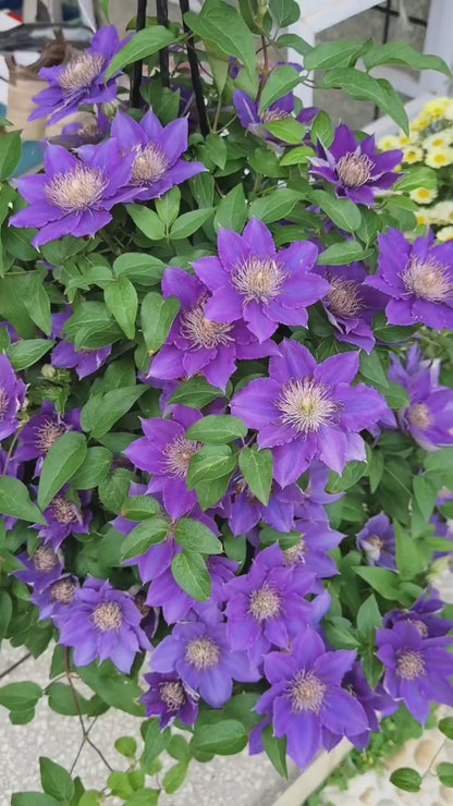 Clematis ’Bijou‘ 啤酒
