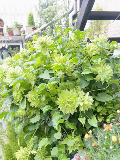 Clematis ‘Sen-No-Kaze’ 千の風 / 风之森林