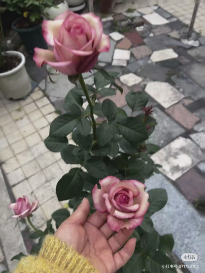 Rose ' Vintage  | 佳酿