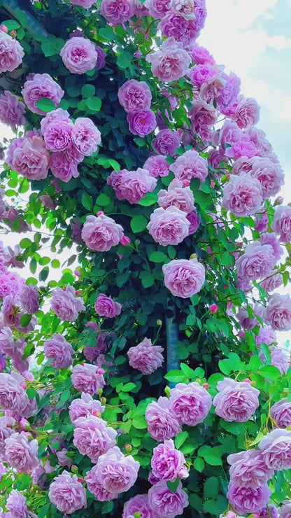 Climbing Rose   ’ Rainy Blue | レイニー·ブルー|  蓝色阴雨 ‘