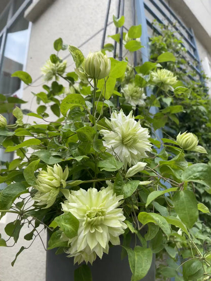 Clematis ‘Sen-No-Kaze’ 千の風 / 风之森林