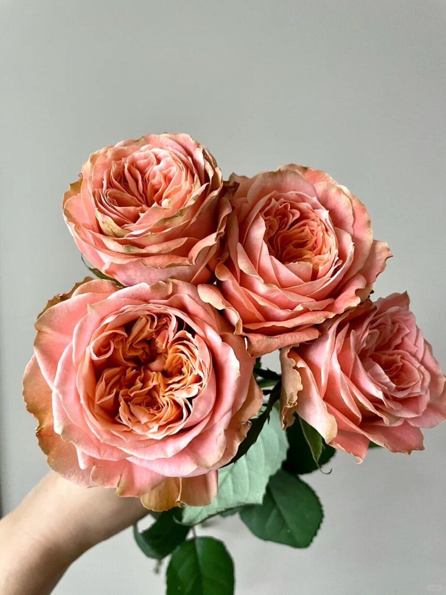 Rose  ''Funky Peach''  方可桃 [Own-Root Live-Plant]