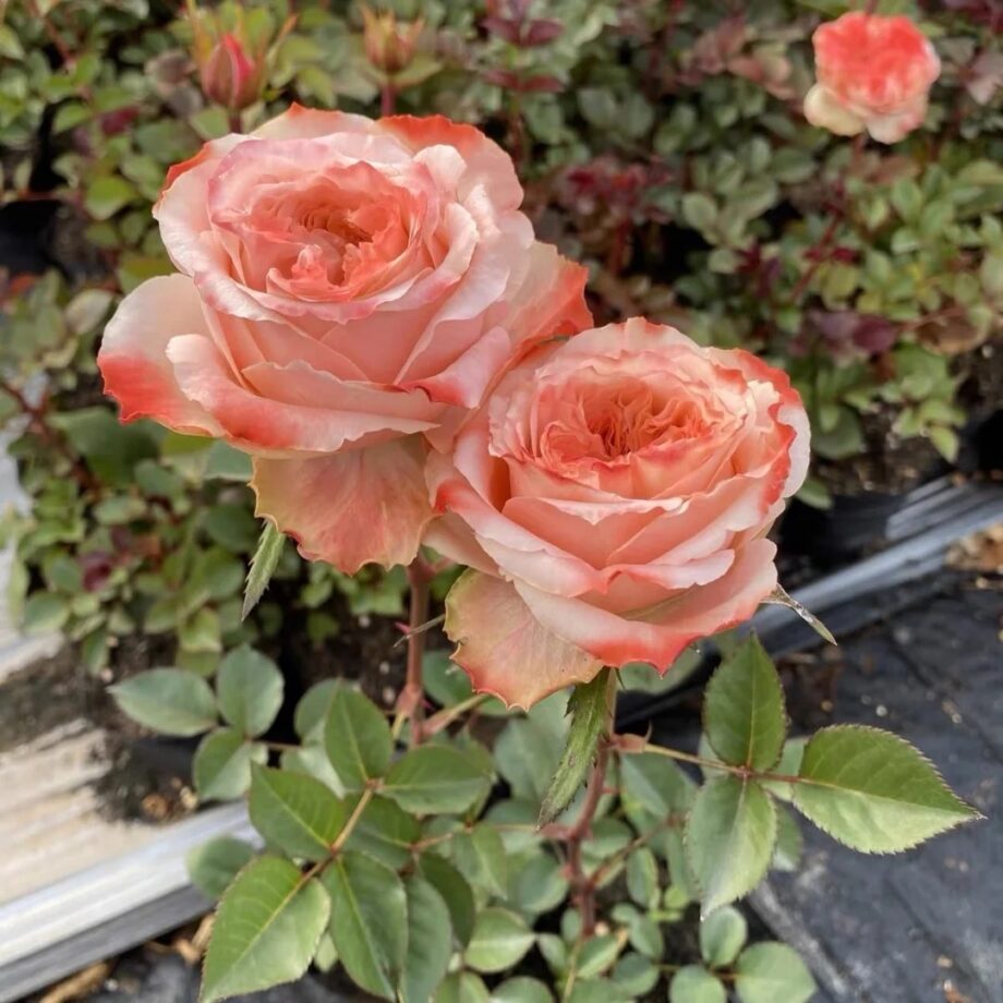 Rose  ''Funky Peach''  方可桃 [Own-Root Live-Plant]