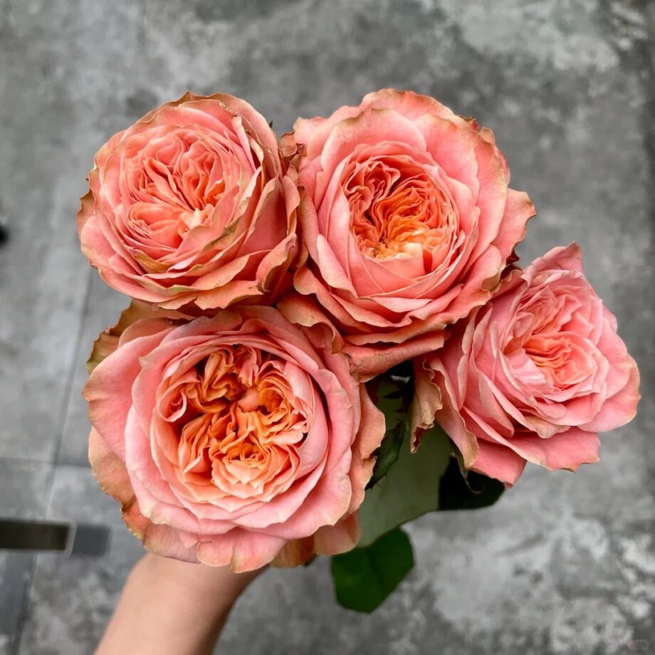 Rose  ''Funky Peach''  方可桃 [Own-Root Live-Plant]