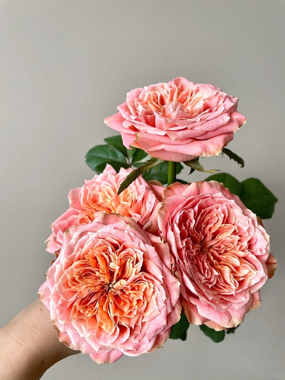 Rose  ''Funky Peach''  方可桃 [Own-Root Live-Plant]