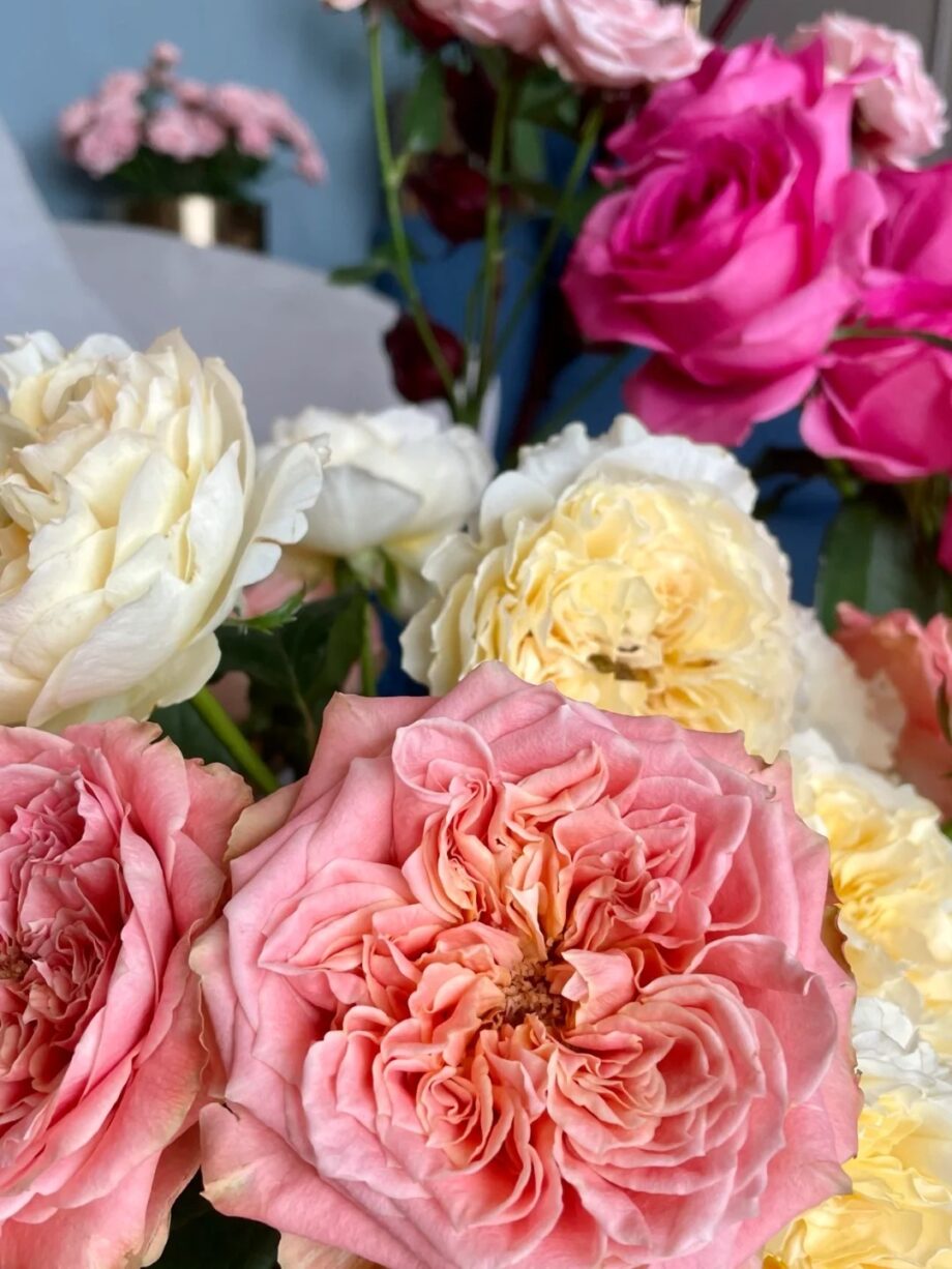 Rose  ''Funky Peach''  方可桃 [Own-Root Live-Plant]