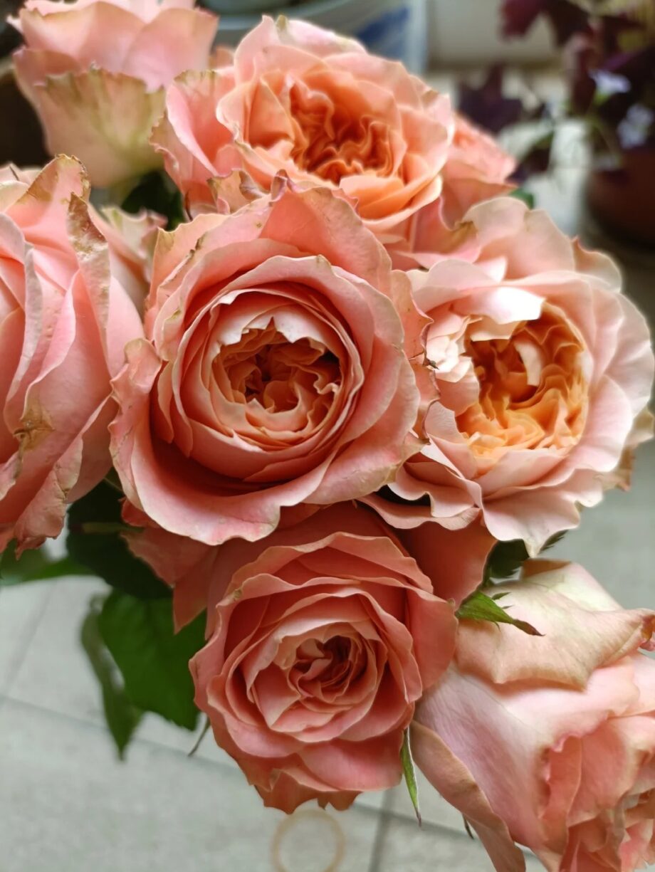 Rose  ''Funky Peach''  方可桃 [Own-Root Live-Plant]