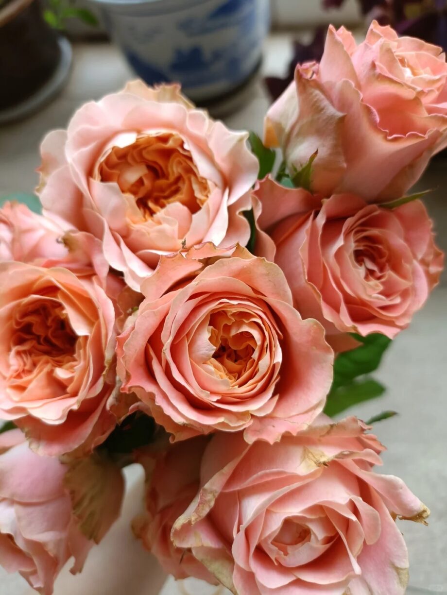 Rose  ''Funky Peach''  方可桃 [Own-Root Live-Plant]