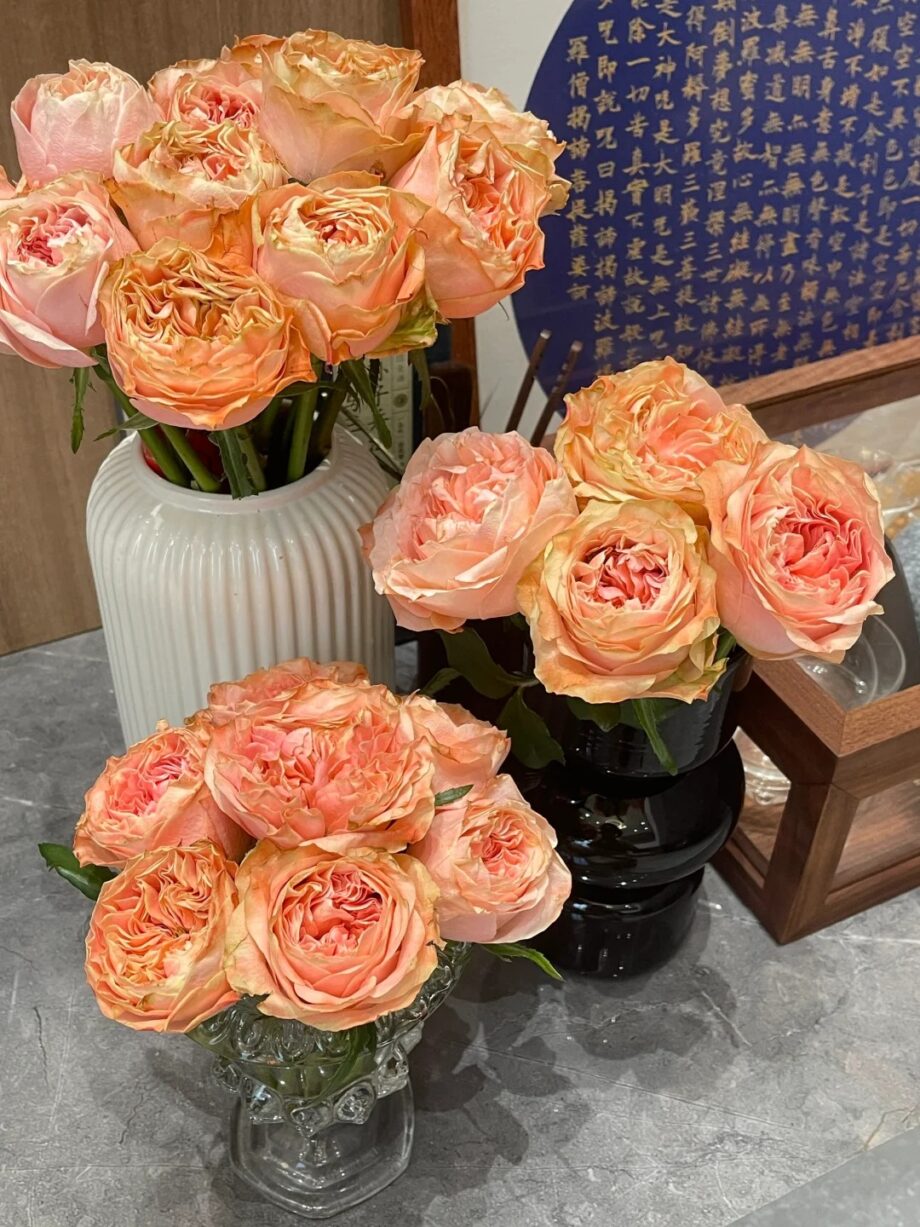 Rose  ''Funky Peach''  方可桃 [Own-Root Live-Plant]