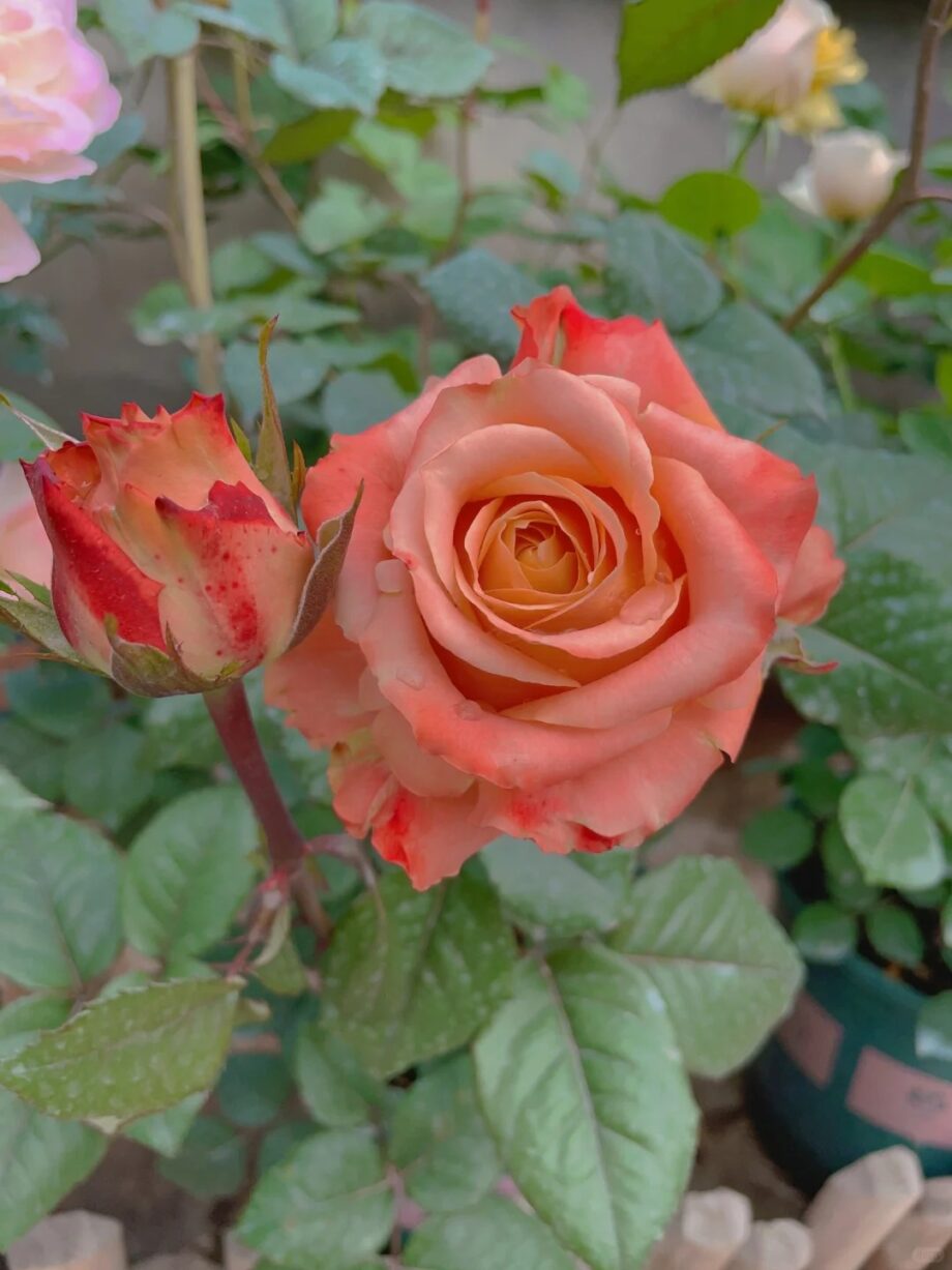 Rose  ''Funky Peach''  方可桃 [Own-Root Live-Plant]