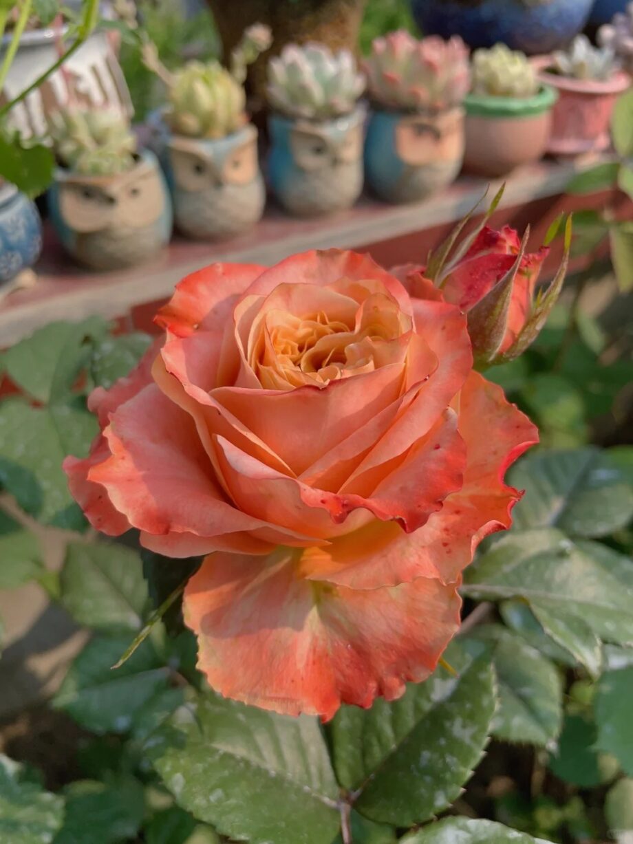 Rose  ''Funky Peach''  方可桃 [Own-Root Live-Plant]